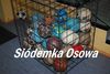 Sidemka Osowa