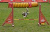 Zawody_agility